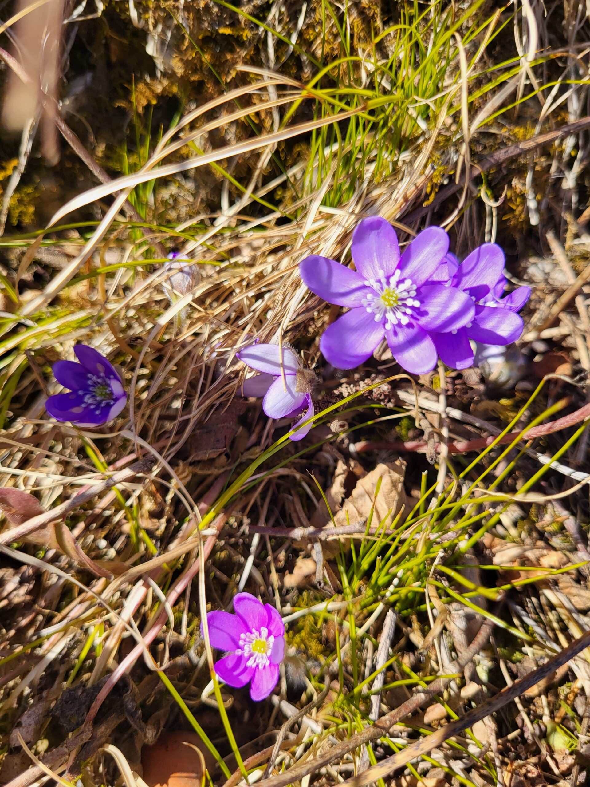 Krepper Lofer Gasthaus Frühling Blumen