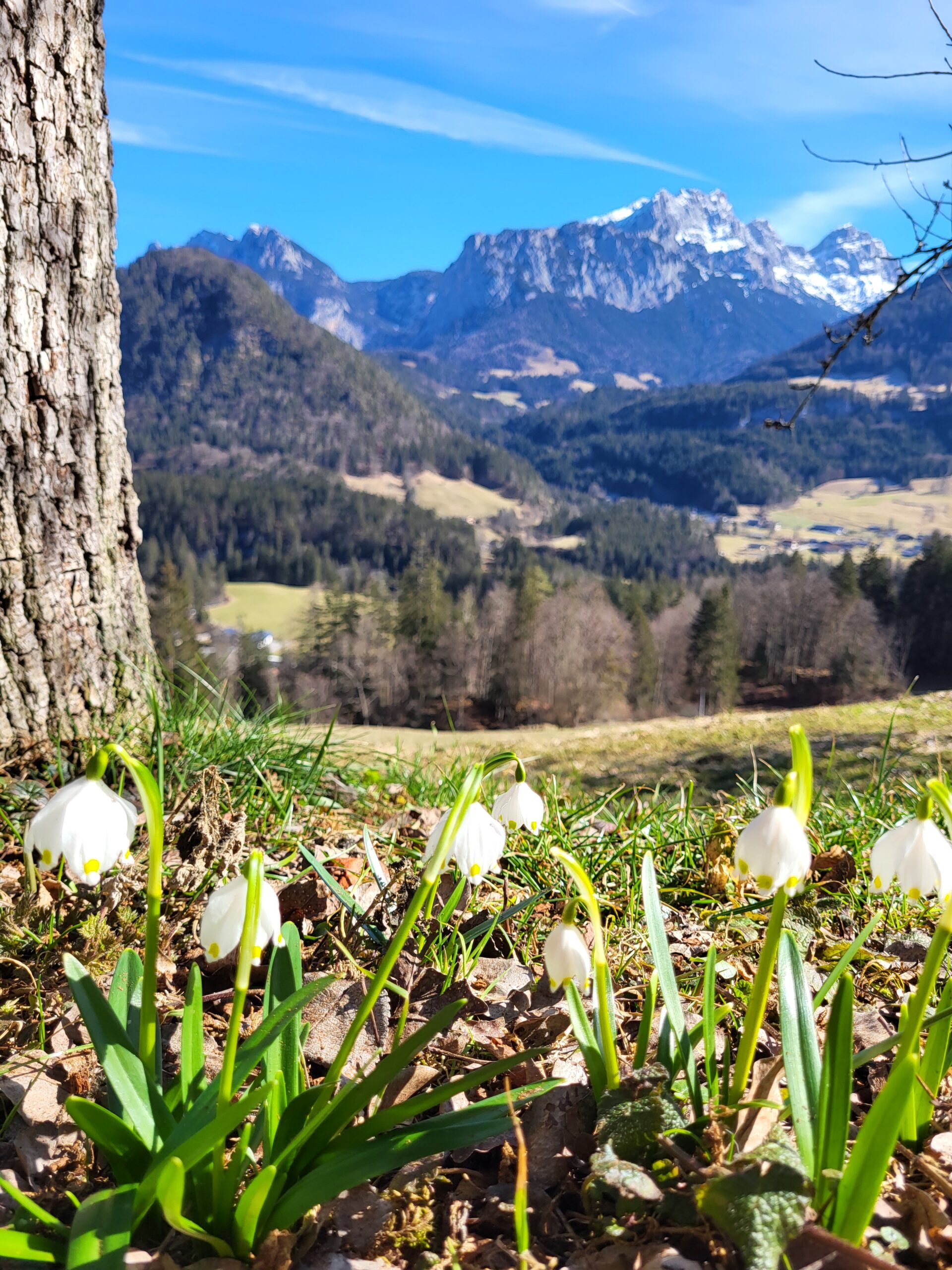 Krepper Lofer Gasthaus Frühling Blumen